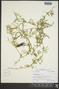 Vicia sativa subsp. nigra image