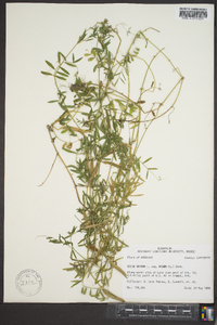 Vicia sativa subsp. nigra image