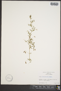 Vicia tetrasperma image