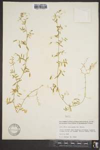 Vicia tetrasperma image