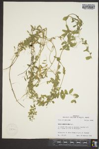 Vicia ludoviciana image