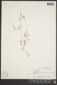 Vicia minutiflora image