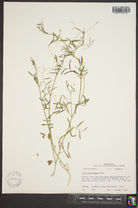 Vicia minutiflora image