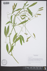 Lathyrus hirsutus image