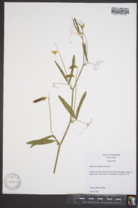 Lathyrus hirsutus image