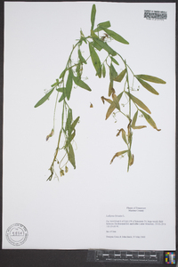 Lathyrus hirsutus image