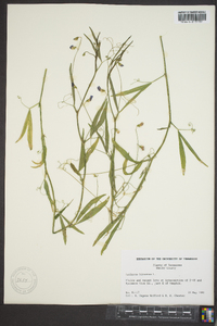 Lathyrus hirsutus image