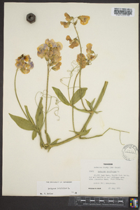 Lathyrus latifolius image