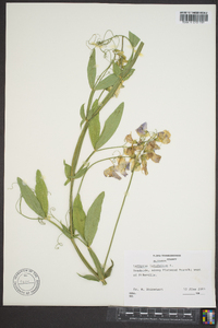 Lathyrus latifolius image