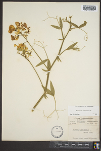 Lathyrus latifolius image