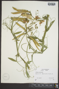 Lathyrus latifolius image