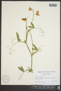 Lathyrus latifolius image