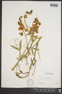 Lathyrus latifolius image