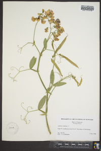 Lathyrus latifolius image