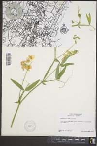 Lathyrus latifolius image