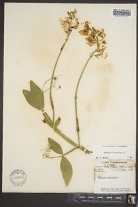 Lathyrus latifolius image