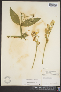 Lathyrus latifolius image