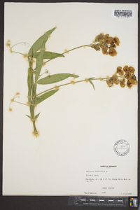 Lathyrus latifolius image