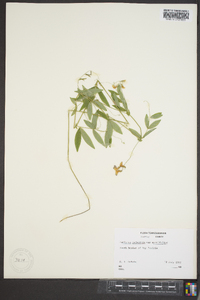 Lathyrus palustris image