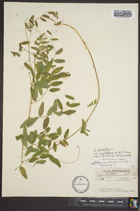 Lathyrus palustris image