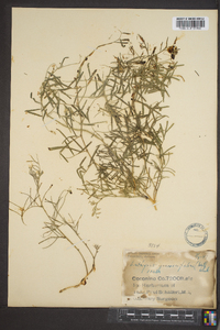 Lathyrus graminifolius image