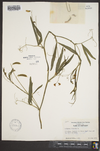 Lathyrus hirsutus image