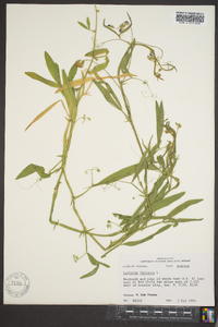 Lathyrus hirsutus image