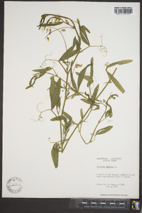 Lathyrus hirsutus image