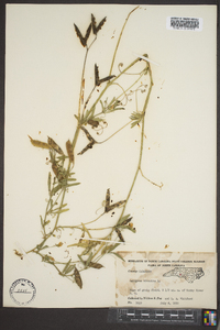 Lathyrus hirsutus image