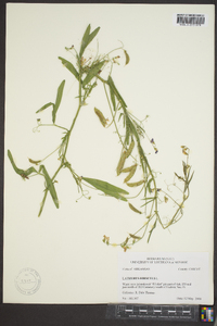 Lathyrus hirsutus image