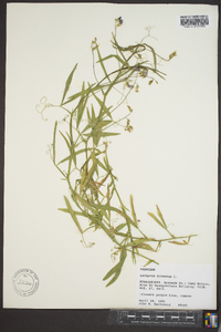 Lathyrus hirsutus image