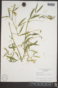 Lathyrus hirsutus image