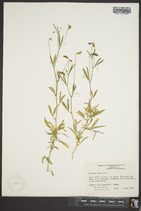 Lathyrus hirsutus image