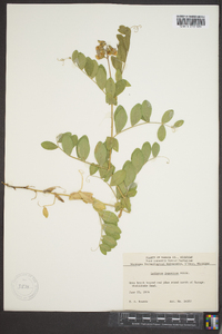 Lathyrus japonicus image