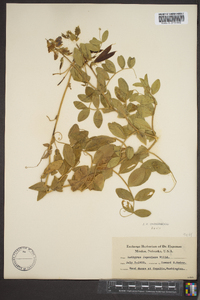 Lathyrus japonicus image