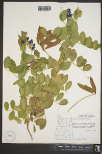 Lathyrus japonicus image