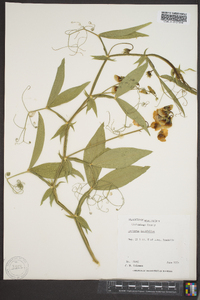 Lathyrus latifolius image