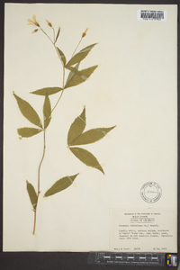 Gillenia trifoliata image