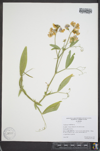 Lathyrus latifolius image