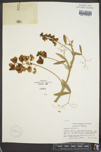 Lathyrus latifolius image