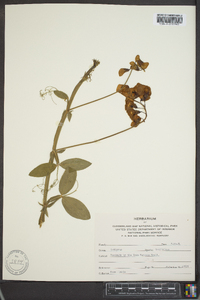 Lathyrus latifolius image