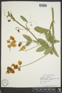 Lathyrus latifolius image