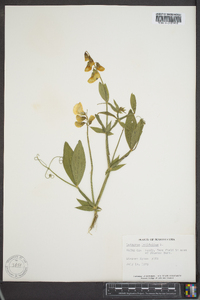 Lathyrus latifolius image