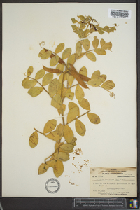 Lathyrus maritimus image