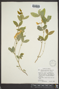 Lathyrus nevadensis subsp. cusickii image