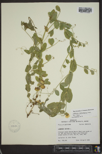 Lathyrus ochroleucus image