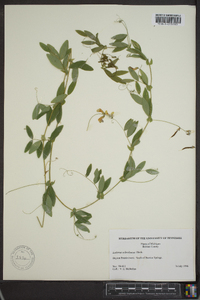 Lathyrus ochroleucus image