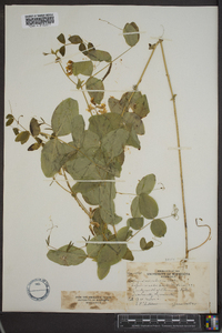 Lathyrus ochroleucus image