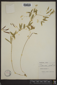 Lathyrus palustris image