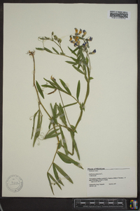 Lathyrus palustris image